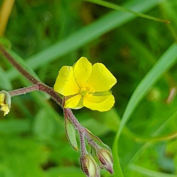 Helianthemum salicifolium Flower