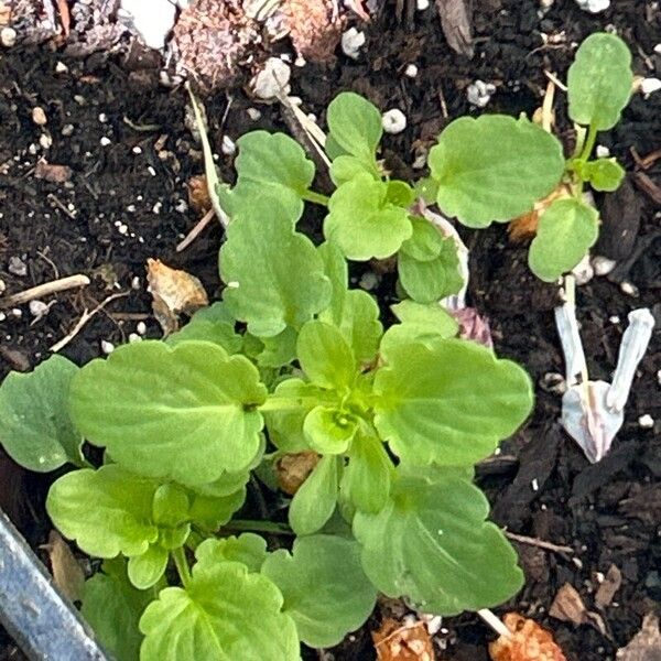 Viola × williamsii 葉