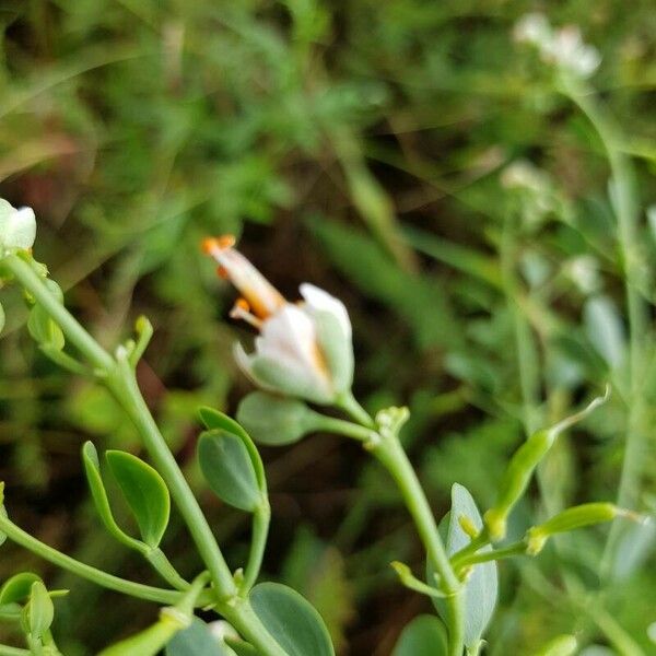 Zygophyllum fabago 花