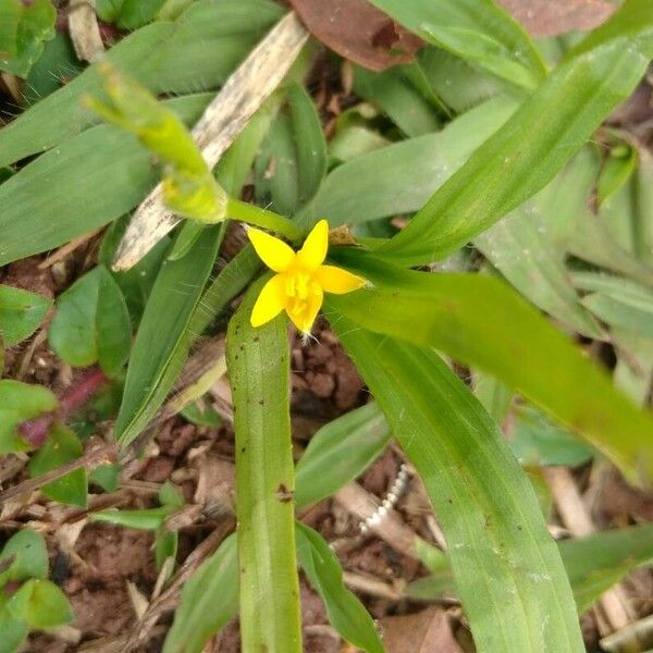 Hypoxis decumbens Flower