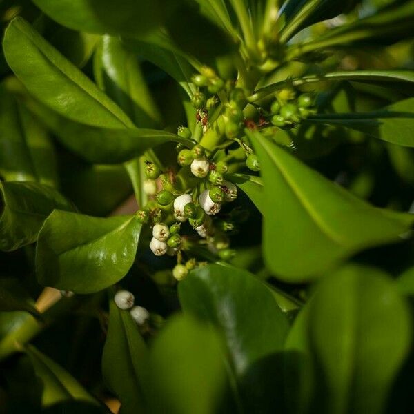 Scaevola taccada ᱡᱚ