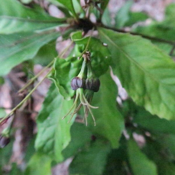 Cleidion claoxyloides