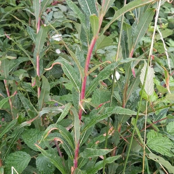 Epilobium angustifolium Ліст