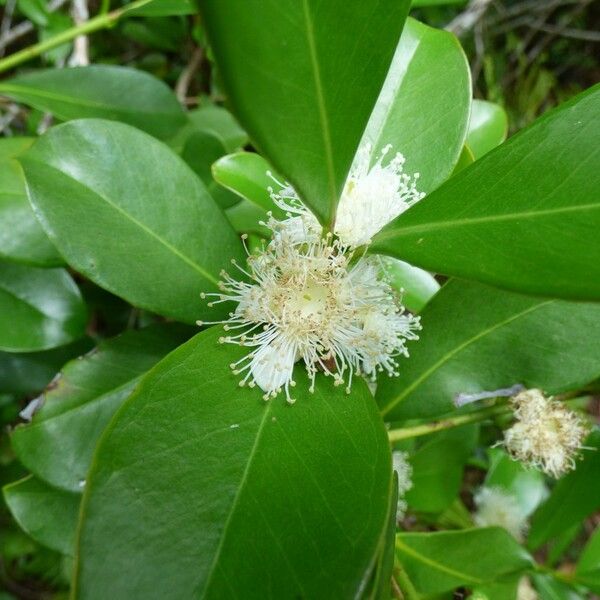 Psidium guineense Flower