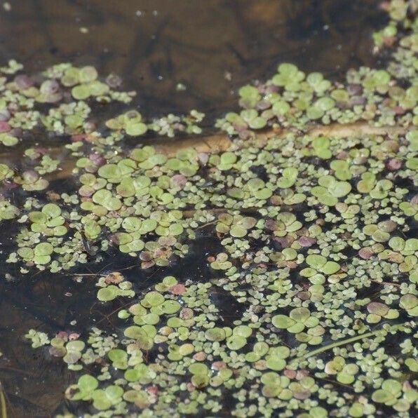 Spirodela polyrhiza Blad