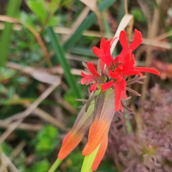 Castilleja fissifolia Flor