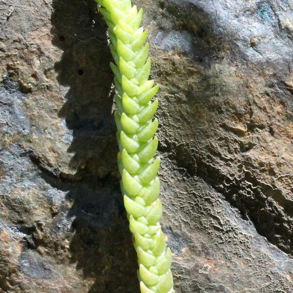 Crassula muscosa Hábito