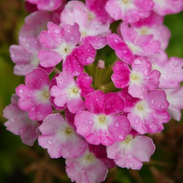 Verbena × hybrida Blomst