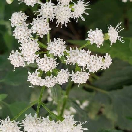 Ageratina altissima Λουλούδι