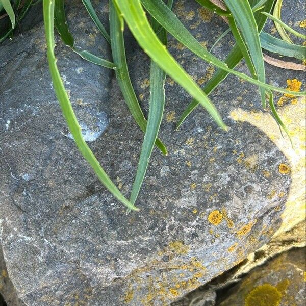 Plantago maritima Liść