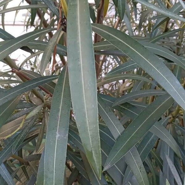 Nerium oleander Leaf