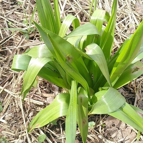 Colchicum autumnale Blad