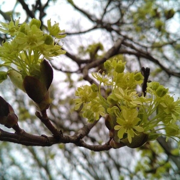 Acer platanoides Květ