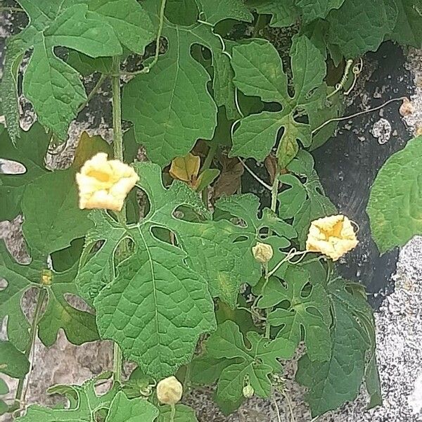 Momordica charantia Kwiat