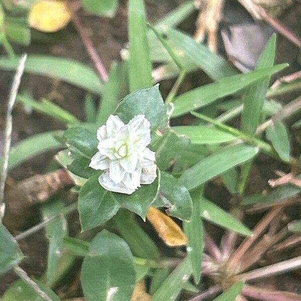 Gomphrena serrata Λουλούδι