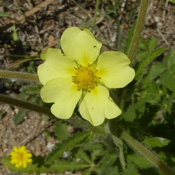 Potentilla recta Λουλούδι