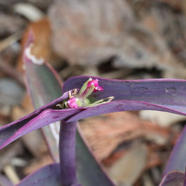 Tradescantia pallida Floro