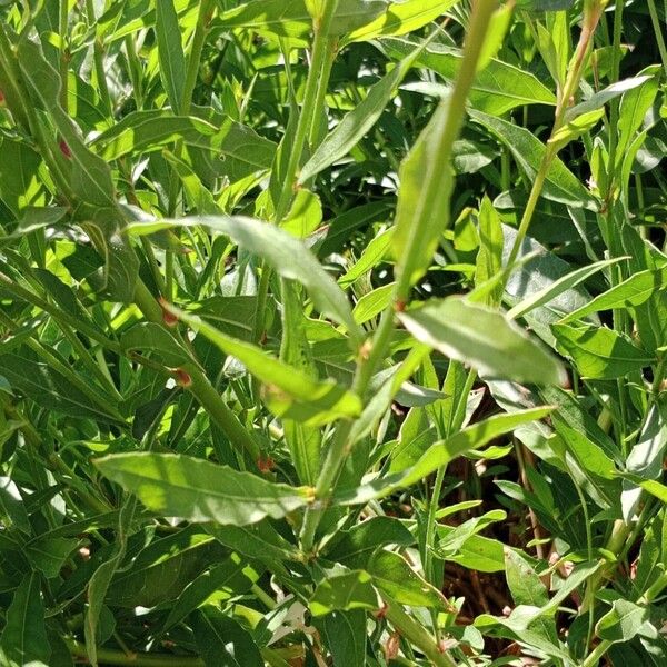 Oenothera gaura Leaf