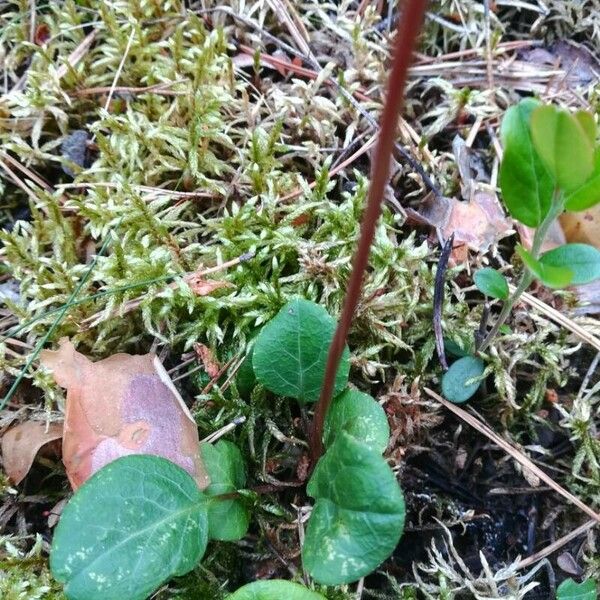 Pyrola chlorantha Leaf