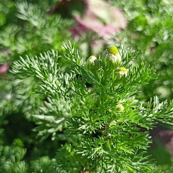 Matricaria discoidea Levél