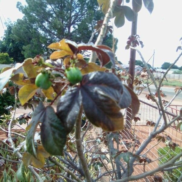 Jatropha gossypiifolia Leaf