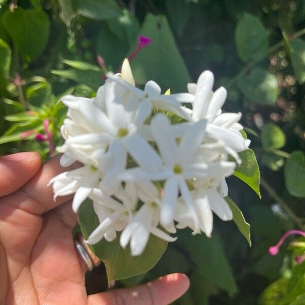 Jasminum multiflorum Flower