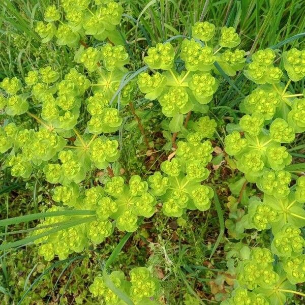 Euphorbia helioscopia برگ