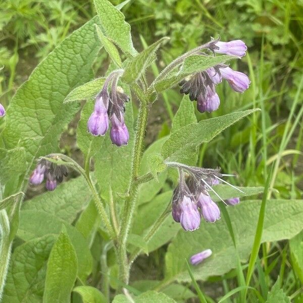 Symphytum officinale Buveinė