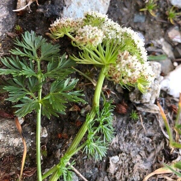 Selinum carvifolium Blomma