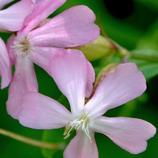 Saponaria officinalis Flor