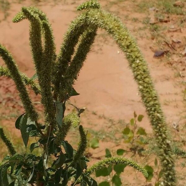 Amaranthus palmeri Květ