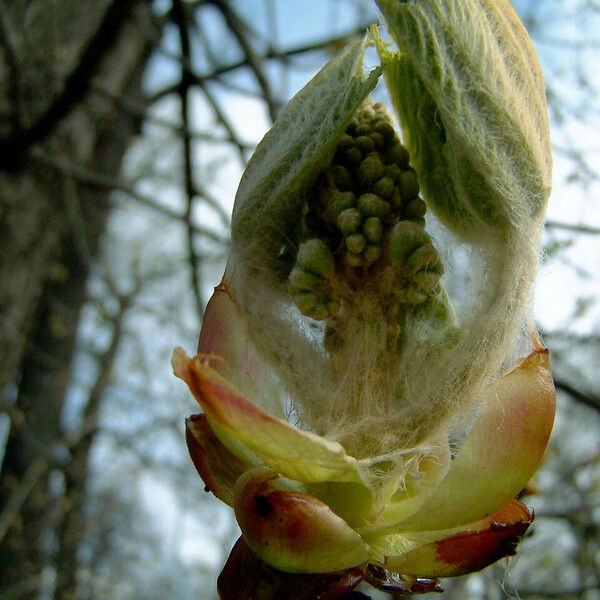 Aesculus hippocastanum Flower