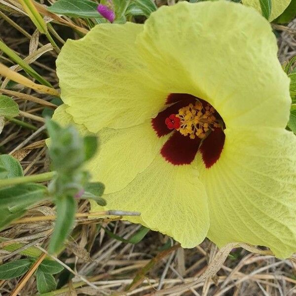 Hibiscus calyphyllus Квітка