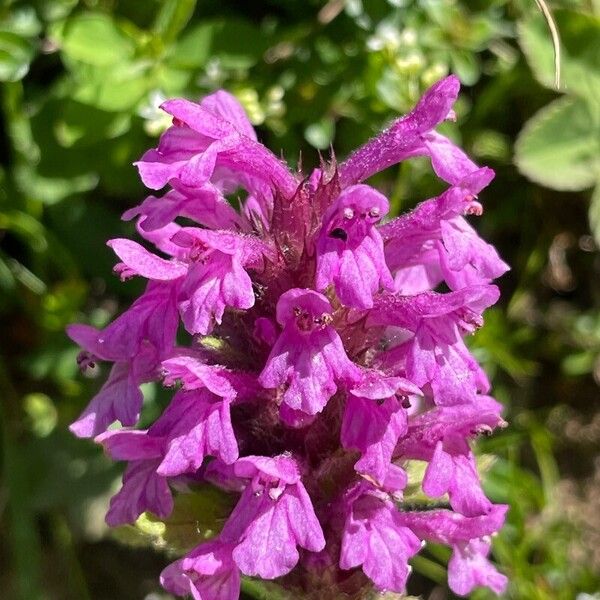 Betonica hirsuta Flower