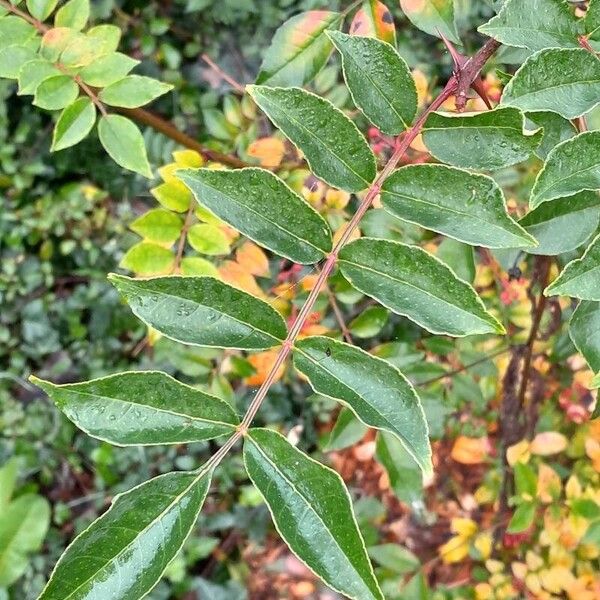 Zanthoxylum bungeanum Leaf