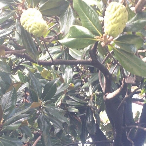 Magnolia grandiflora Folha