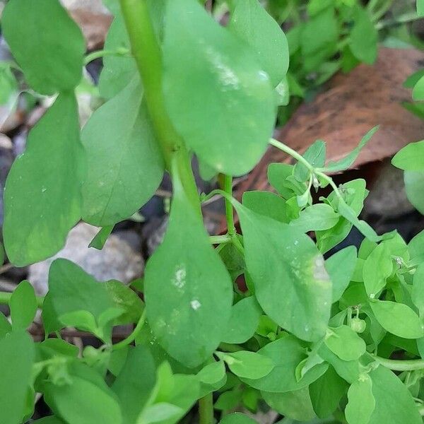 Euphorbia peplus Fuelha