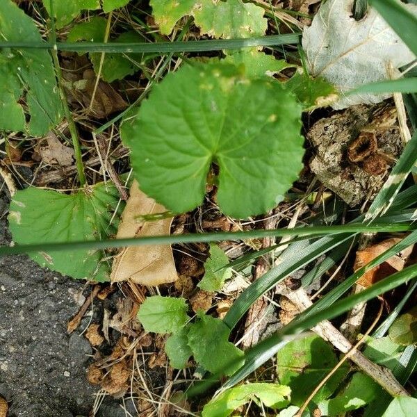 Centella asiatica Φύλλο