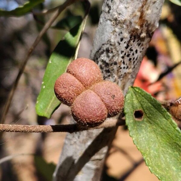 Grewia flavescens Plod