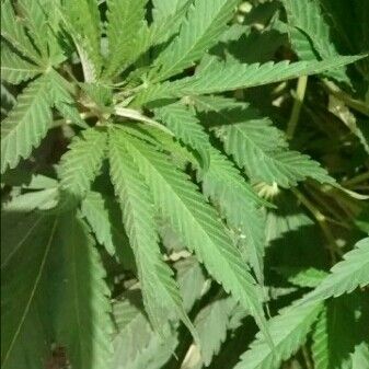 Cannabis sativa Folha