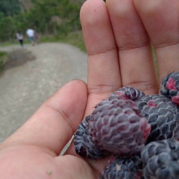 Rubus niveus Fruto