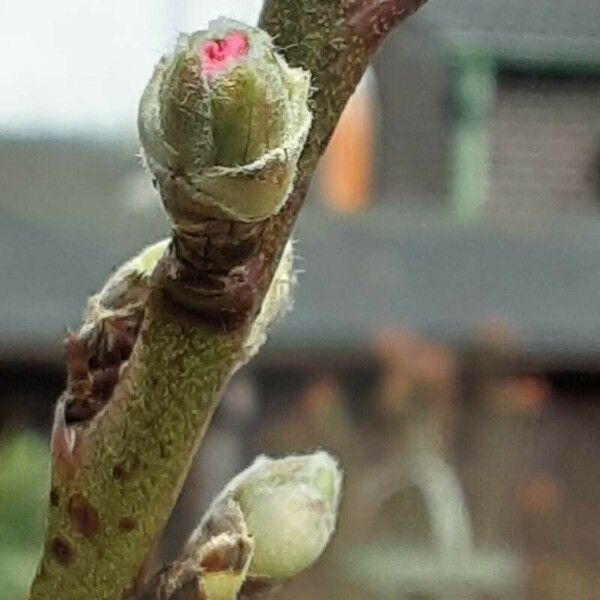 Prunus amygdalus Blomma