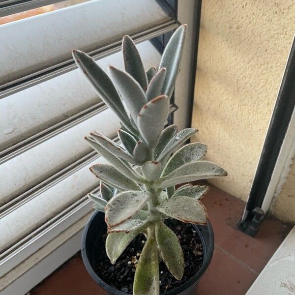 Kalanchoe tomentosa 叶