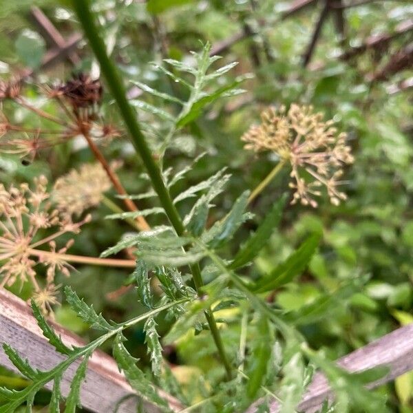 Tanacetum vulgare Lehti