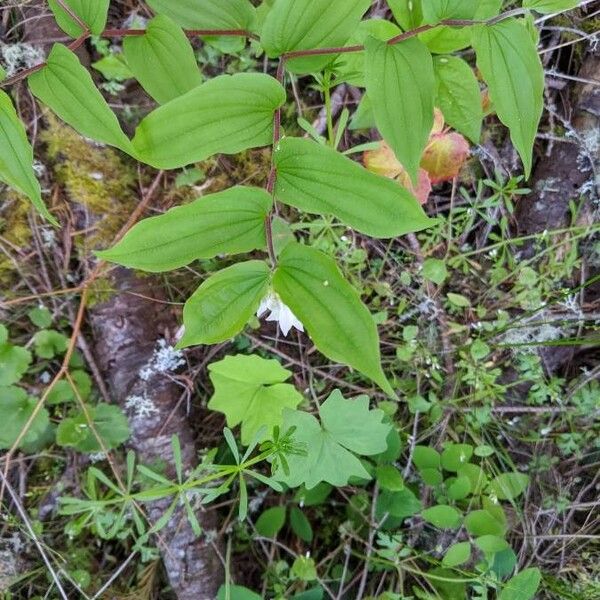 Prosartes hookeri Flower