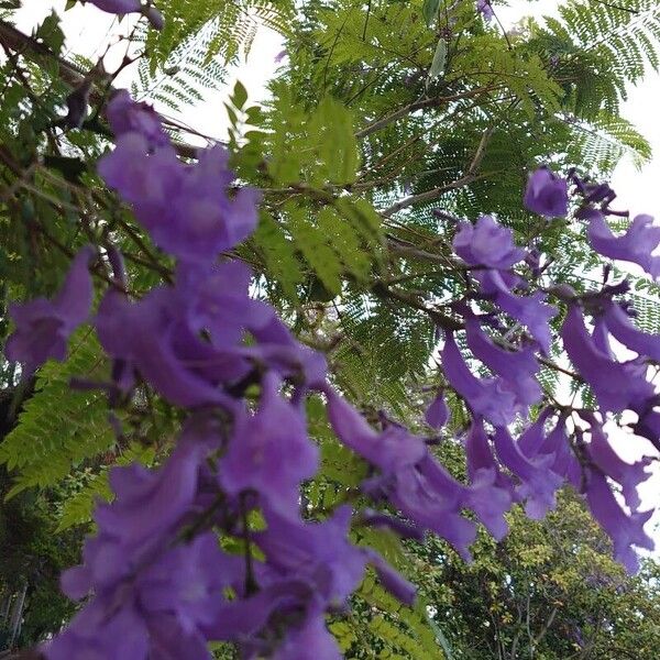 Jacaranda mimosifolia Fleur