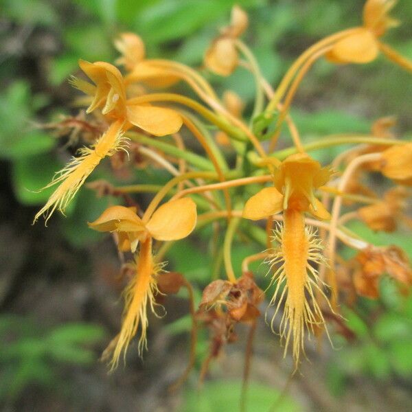 Platanthera ciliaris Flower