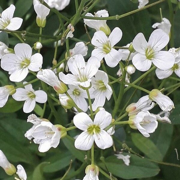 Nasturtium officinale Kukka