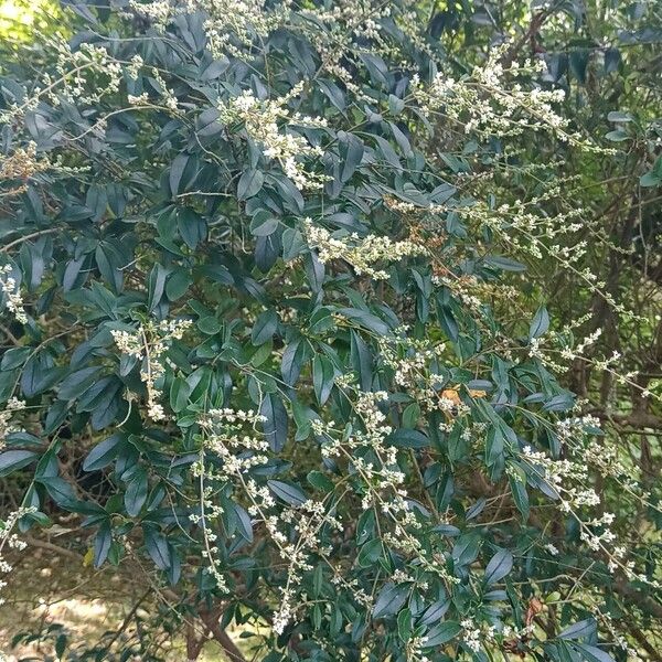 Ligustrum quihoui Συνήθη χαρακτηριστικά