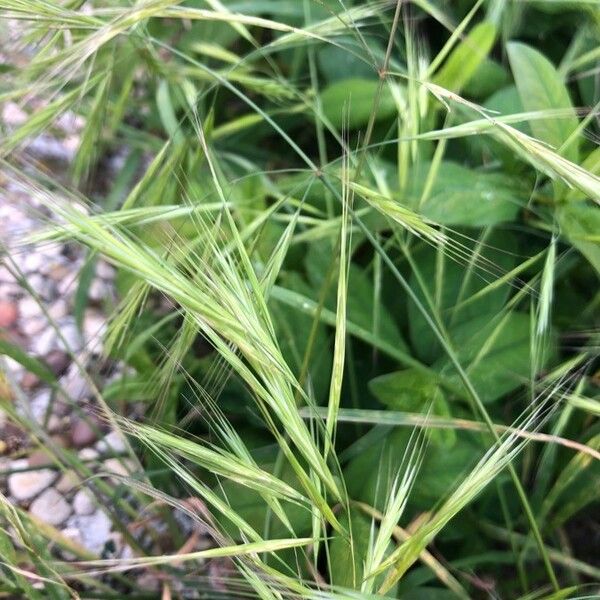 Anisantha sterilis Fruit